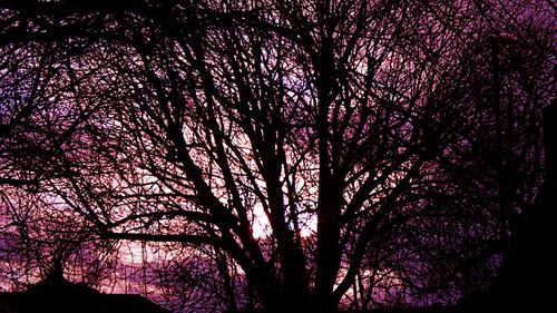 Low angle view of bare trees against sky