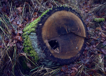 High angle view of tree stump on field