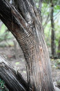 Close-up of tree trunk