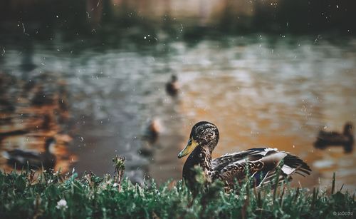 View of birds in lake