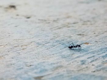 Close-up of housefly