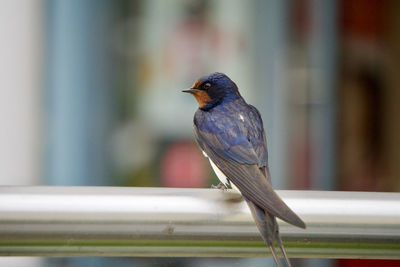 Close-up of bird perching on railing