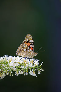 Close-up of butterfly pollinating on flower