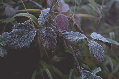 Close-up of snow on plant during rainy season