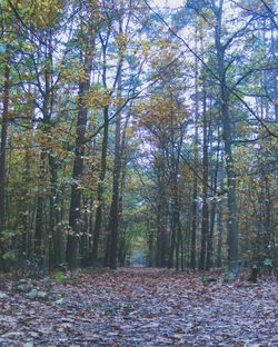 Trees in forest