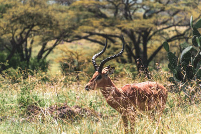 Deer in a field