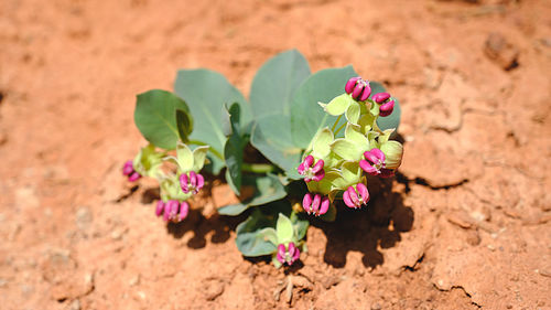 Close-up of pink flowering plant on sand