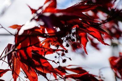 Low angle view of maple tree against sky