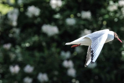 Seagull flying in the sky