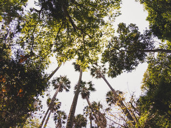 Low angle view of trees against sky