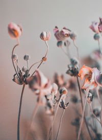 Close-up of wilted plant