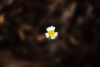 Close-up of white flowering plant