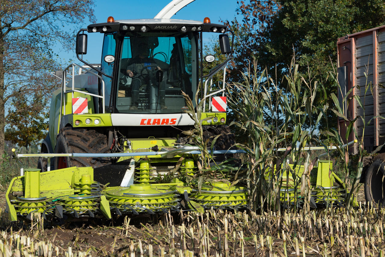 Maize harvester