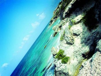Low angle view of trees against blue sky