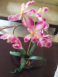 Close-up of pink flowers