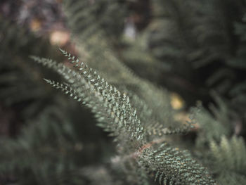 Close-up of pine tree during winter