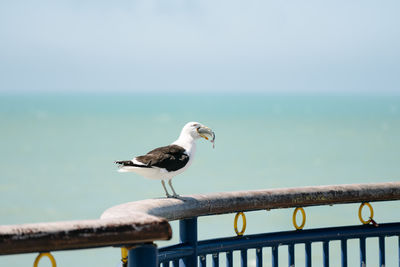 Gull eating a fish on a pier, new brighton, new zealand