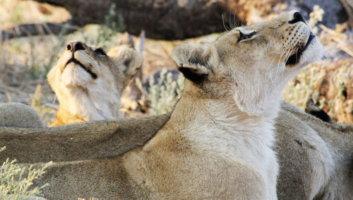 View of two cats
