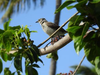 Low angle view of bird perching on branch