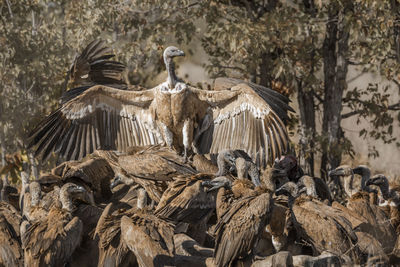 Flock of vultures scavenging on a field