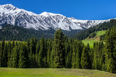 Pine trees on snowcapped mountains against sky