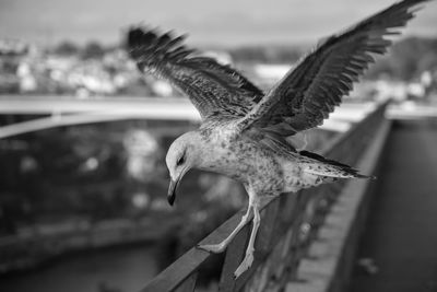 Close-up of seagull flying