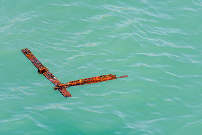 High angle view of fish swimming in sea