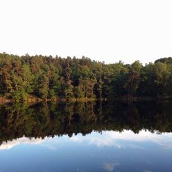 Reflection of trees in water