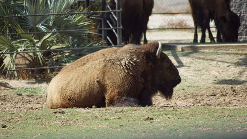 Horse grazing on field