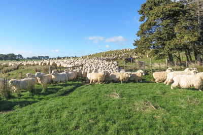 View of sheep on grassy field against sky