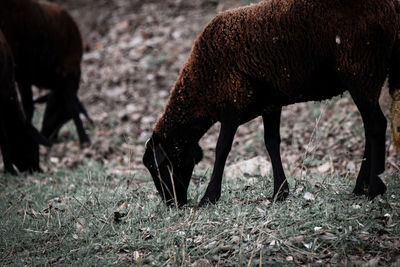 Horses grazing in a field