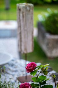 Close-up of red flowering plant