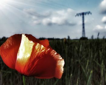 Close-up of red poppy flower on field