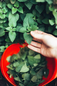 Cropped image of hand holding red leaves