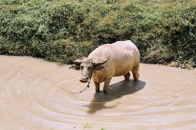 Water buffalo standing in the river 