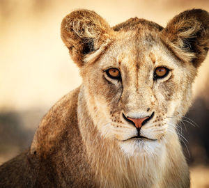 Close-up portrait of a cat