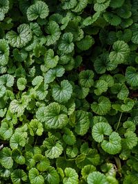 Full frame shot of plants