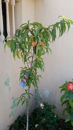 Plants growing on wall