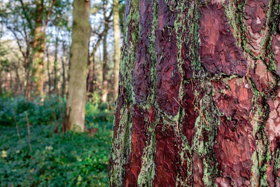 Moss growing on tree trunk in forest