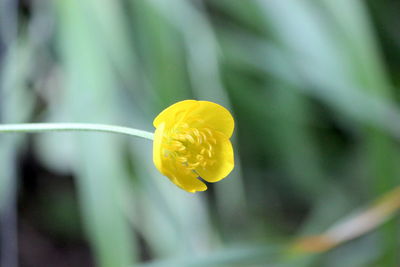 Close-up of yellow flowering plant
