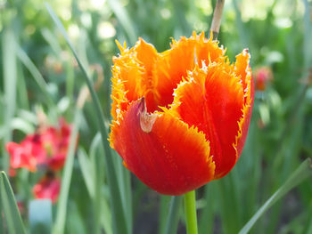 plant