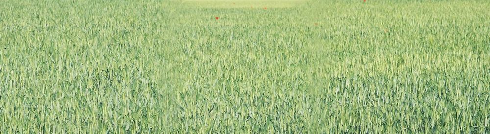 Full frame shot of corn field