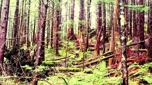 Trees growing in forest