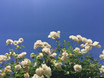 Close-up of white flowers