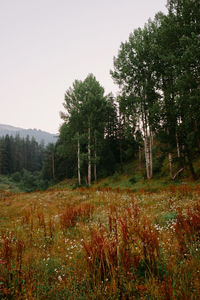 Trees on field against clear sky