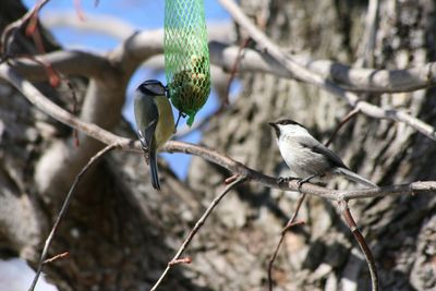 Birds feeding from feeder on tree