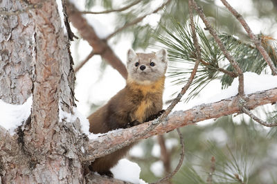 Low angle view of pine marten on tree