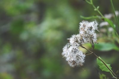 Close-up of white dandelion flower