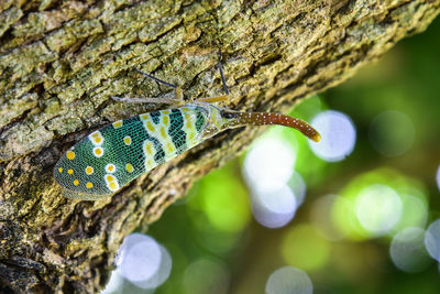 Close-up of insect on tree trunk