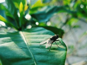 Close-up of fly on leaf